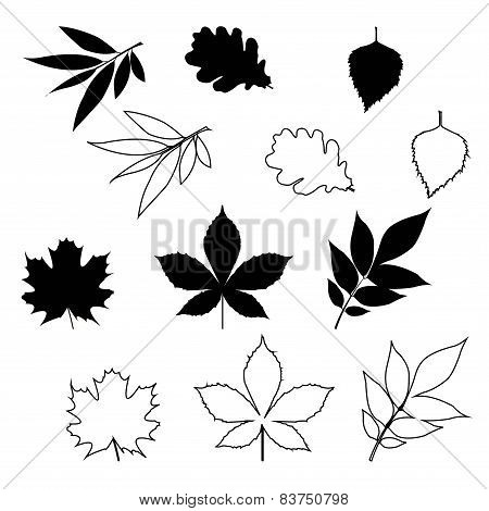 Silhouettes Of Leaves