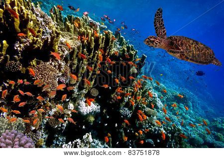 Green Sea Turtle Swimming Along Tropical Coral Reef