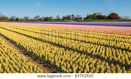 Blooming Hyacinths In The Field Of A Nursery