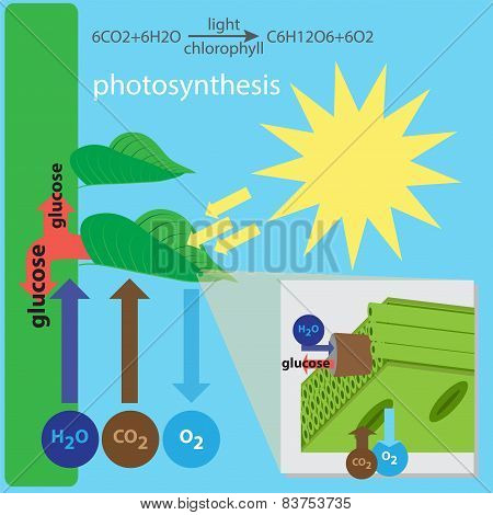 photosynthesis process
