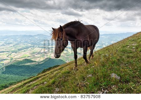 Wild Horse
