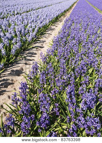 Blooming Hyacinths In The Field Of A Nursery