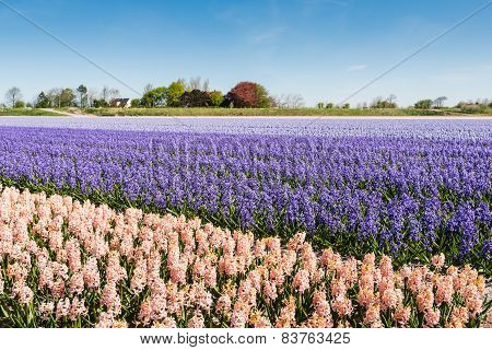 Blooming Hyacinths In The Field Of A Nursery