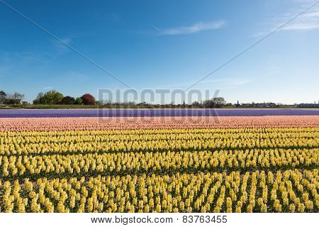 Blooming Hyacinths In The Field Of A Nursery