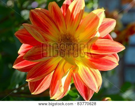 Dahlia flower.