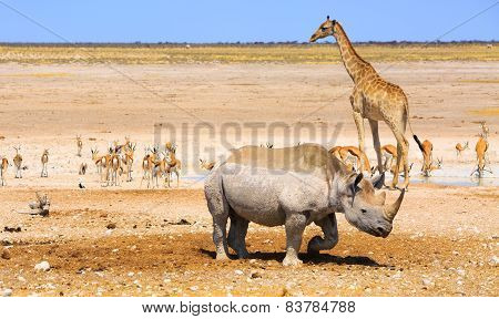 Giraffe Rhino & Springbok in Etosha