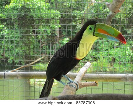 Tucan