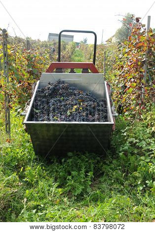 Harvest in October Oltrepo Pavese italy