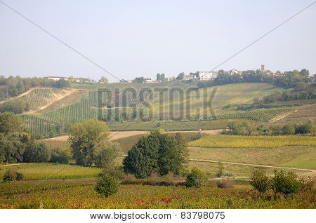 Harvest in October Oltrepo Pavese