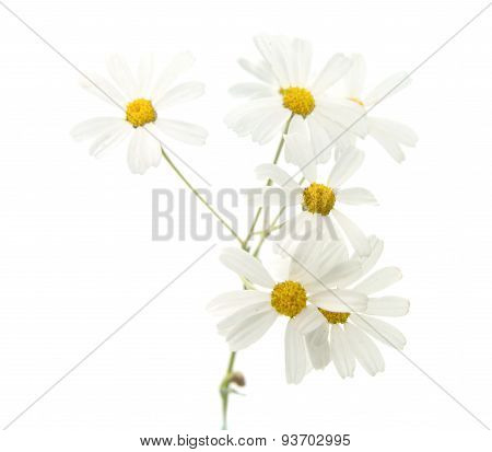 Flora Of Gran Canaria -tanacetum Ptarmiciflorum