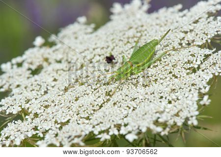Green grasshopper on white cow parsley
