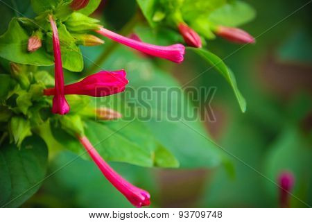 Mirabilis Jalapa