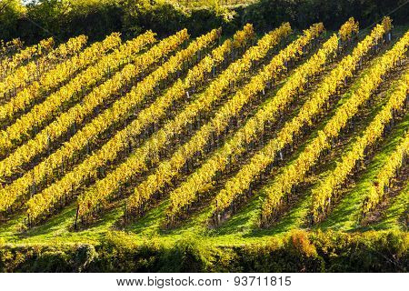 autumnal vineyard near Falkenstein, Lower Austria, Austria