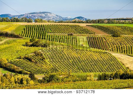 autumnal vineyards near Falkenstein, Lower Austria, Austria