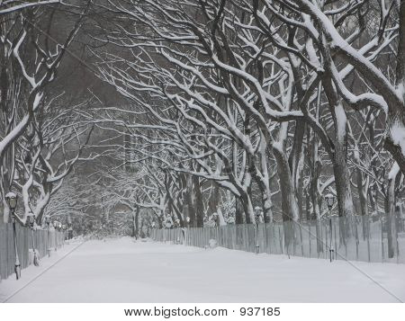 Alberi d'inverno