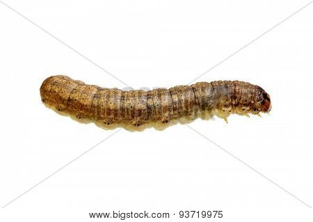  caterpillar isolated on a white background 