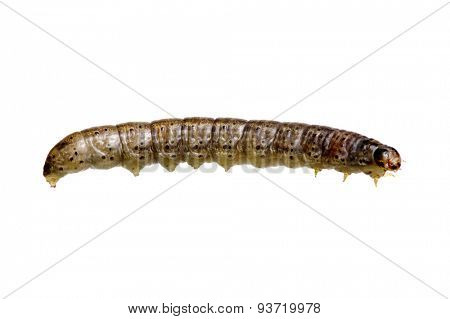  caterpillar isolated on a white background 