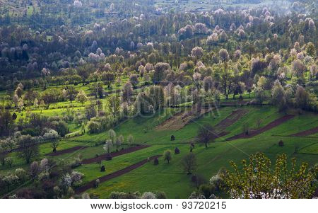 Fields In Spring