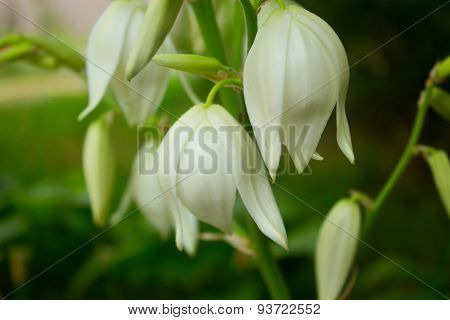 Flowers Of Yucca. Blooming Yucca Bush.