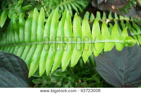 Fern Frond