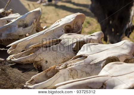 Cow Skulls Lying On Animal Furs
