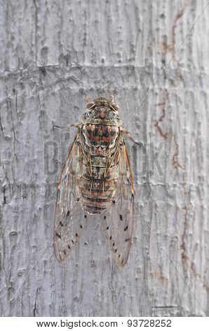 Cicada on the tree