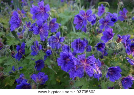 Blue Cranesbill Flowers