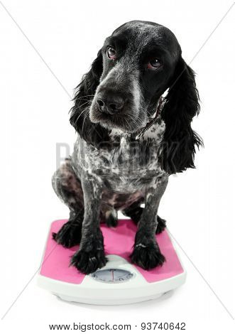 Dog on scale, isolated on white