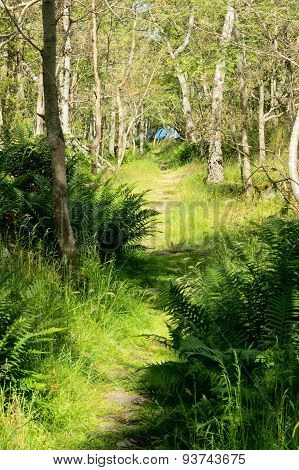 Lane In Forest