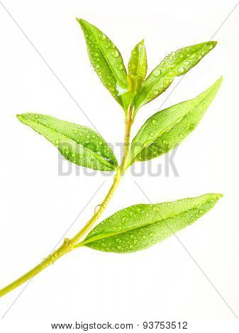Tea tree (Thea sinensis). The leaves have been used in alternative medicine and other medical systems to treat asthma, angina pectoris, peripheral vascular disease, and coronary artery disease.