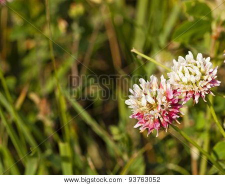 clover flowers