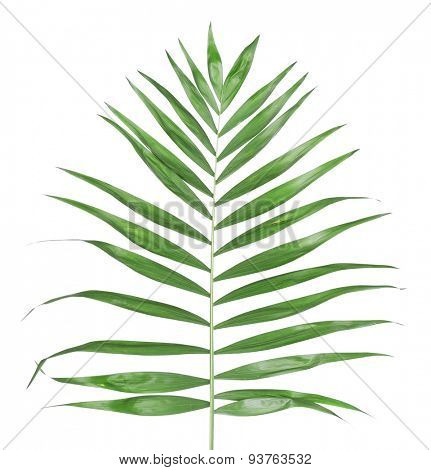 Beautiful palm leaf isolated on white