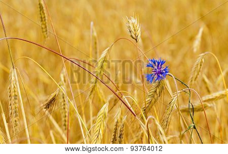 mature wheat