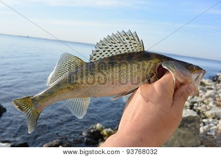 Zander Fish In Hand Of Fisherman