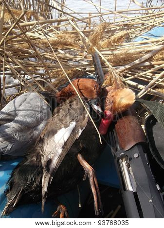 Ducks And Gun