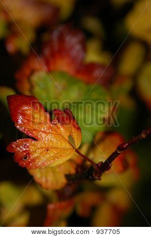 Oktober Blatt