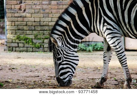 Black And White Zebra At Zoo
