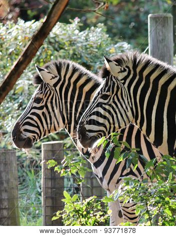 Black And White Zebra At Zoo