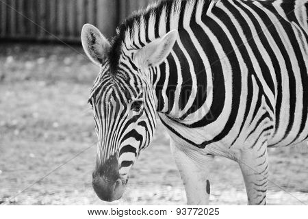 Black And White Zebra At Zoo