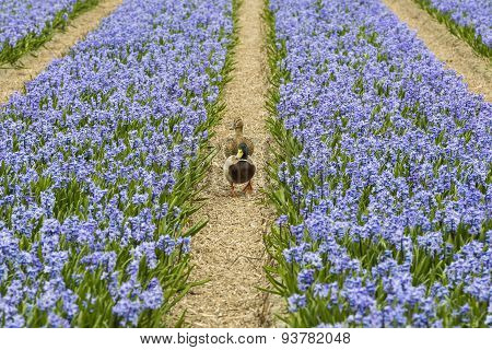 Rows Of Violet Hyacith With Ducks