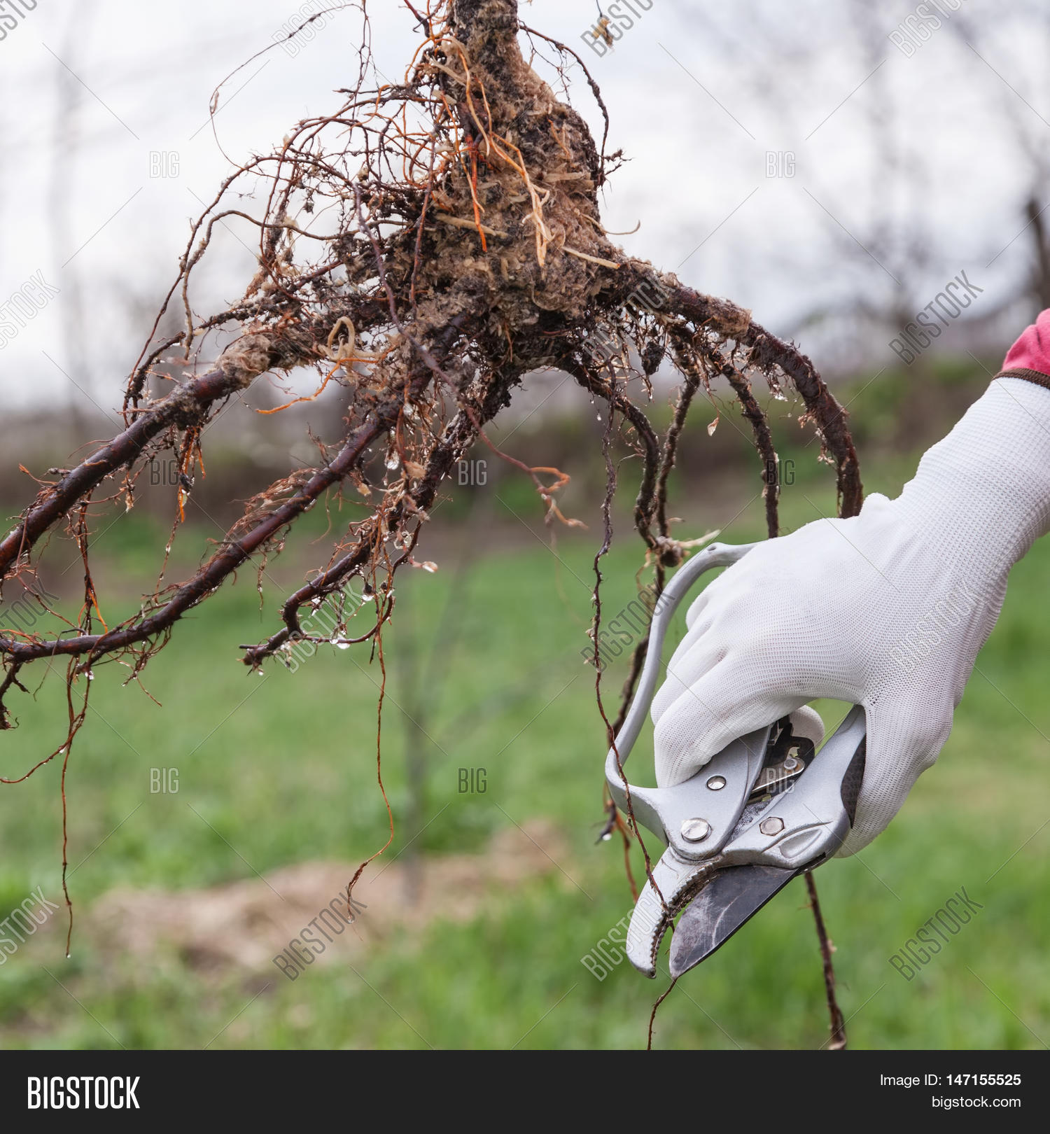 Pruning Root Fruit Image & Photo (Free Trial) Bigstock
