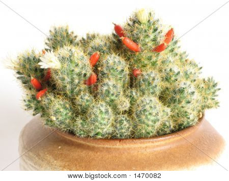 Cactus con fiori rossi e bianchi nel tappo in ceramica.