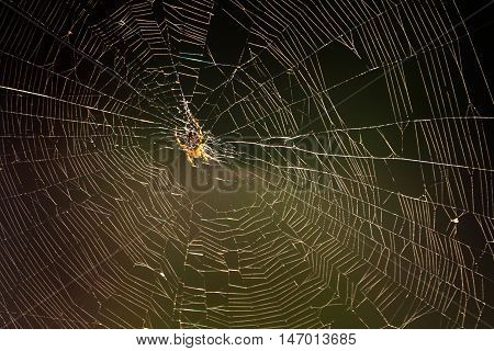 big spider hanging in the center of the web in the forest, brown, yellow and white colors, dark photo