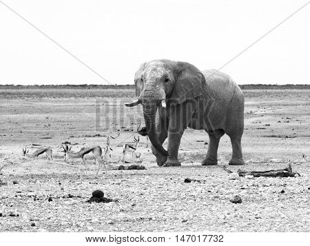 African elephant and impalas in dry landscape of Etosha National Park, Namibia