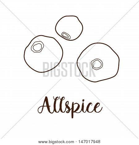 Allspice icon isolated on white background. Sketch. Vector illustration