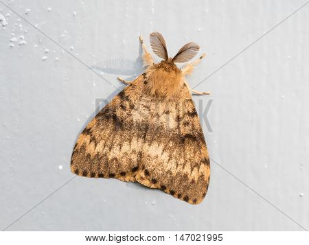Moth Sitting Still
