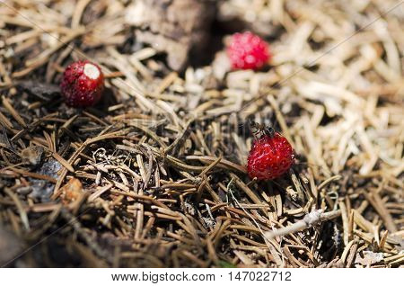 Ant standing over wild strawberry in an anthill