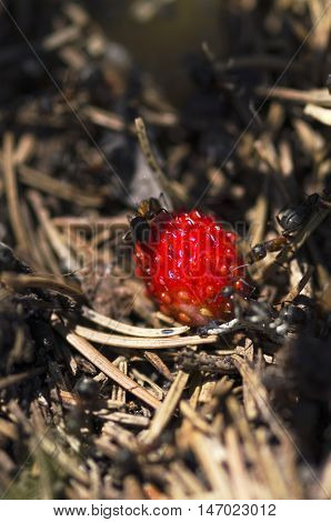 Many ants and wild strawberry. Selective focus