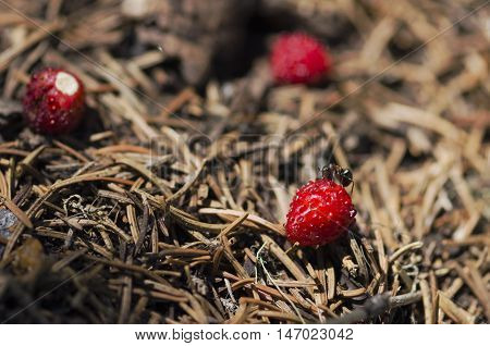 One ant testing wild strawberry in an anthill