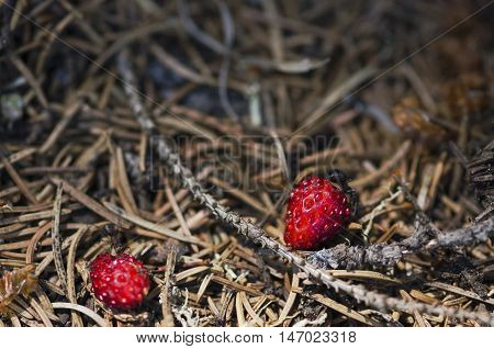 Two ants and two wild strawberries in an anthill